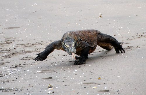 komodo dragon