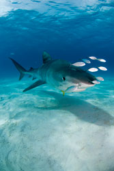 tiger shark