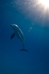 dolphin