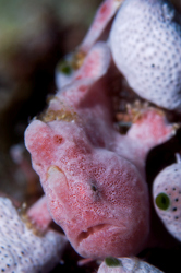 frogfish