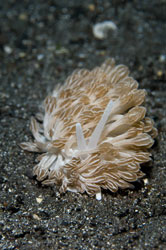 nudibranch