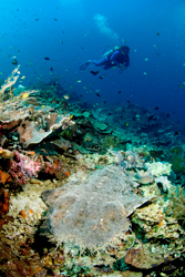 wobbegong