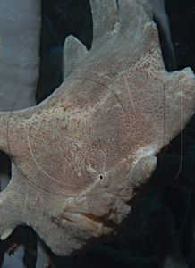 frogfish