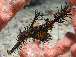 ghostpipefish