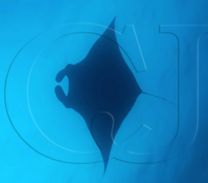 manta