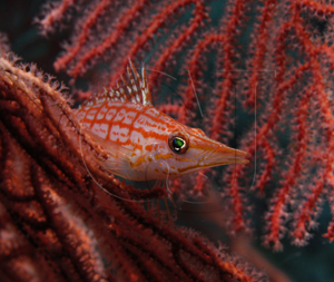 longnosehawkfish