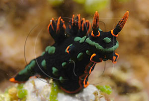 nudi