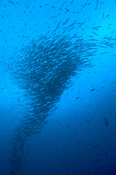 barracudas