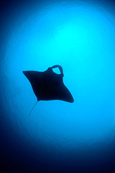 manta