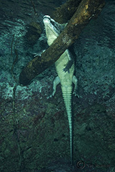 crocodile