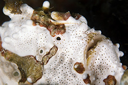 frogfish