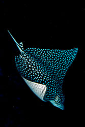 eagleray