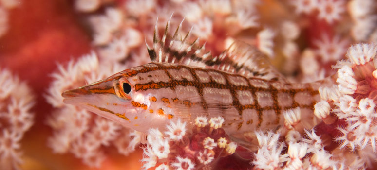 hawkfish