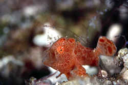 frogfish