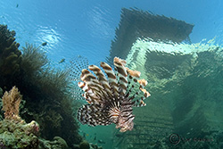 lionfish