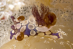 nudibranch